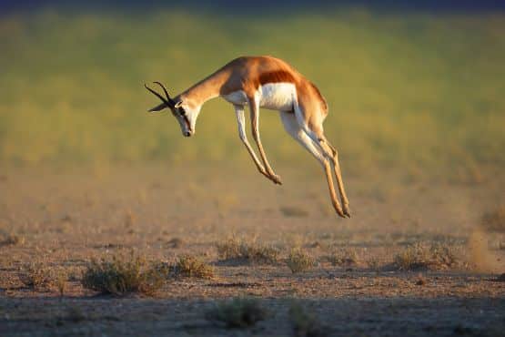 Botswana - Rite