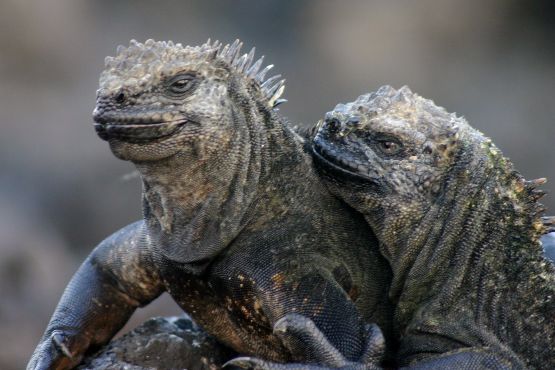 Equateur culture : Galapagos