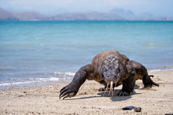 indonesie culture dragon komodo