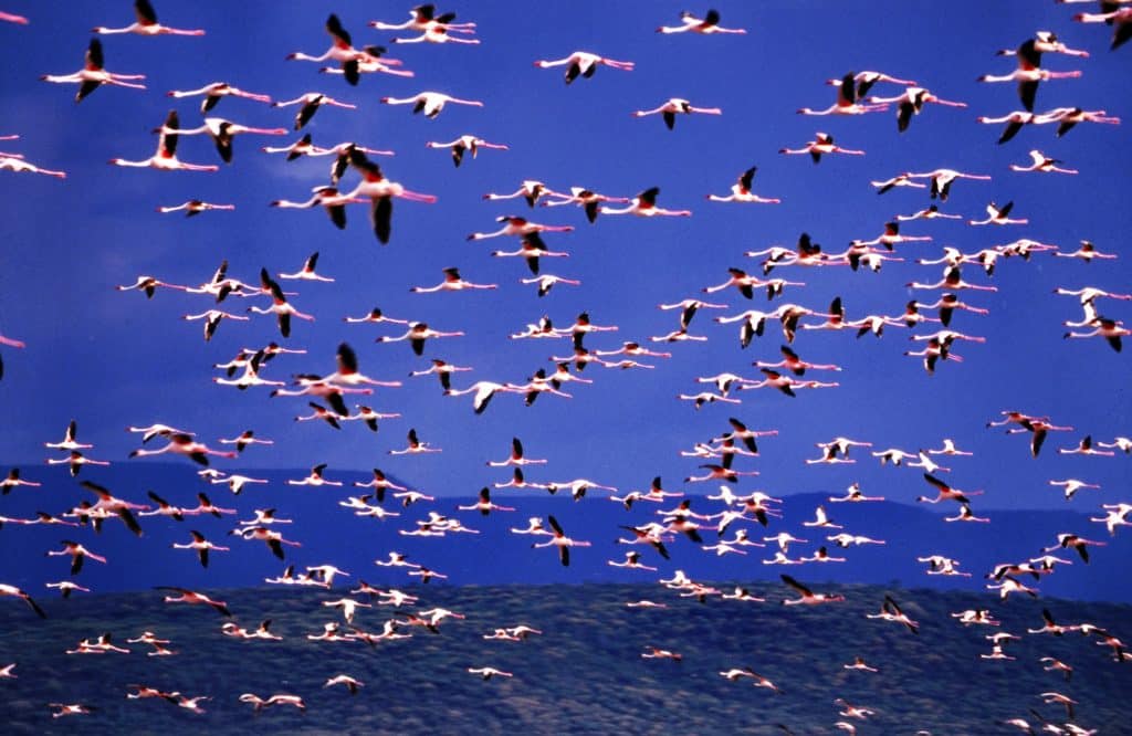 Kenya - Flamant rose