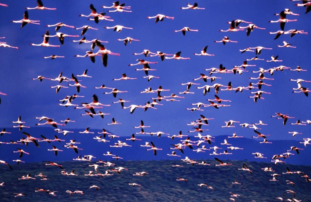 Kenya - Flamant rose