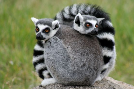 Madagascar - Lémurien