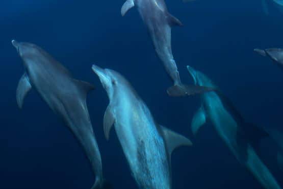 maurice culture dauphins