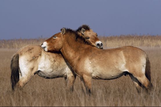 mongolie culture przewalski