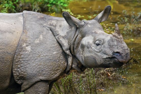 nepal tradition : rhino