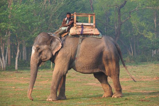 nepal tradition safari éléphant