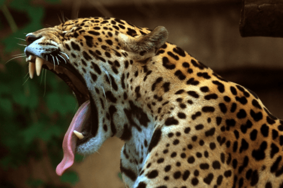nicaragua culture : faune