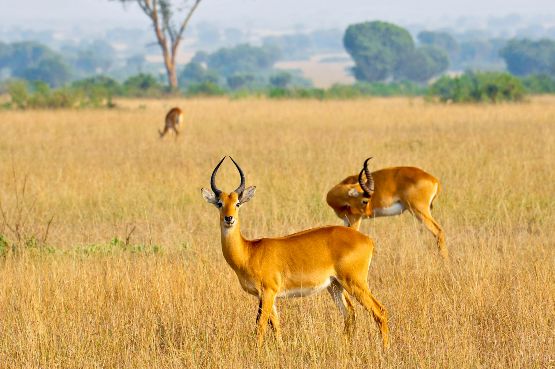 Ouganda - antilope