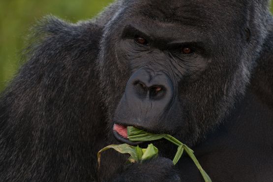 Ouganda - Gorille