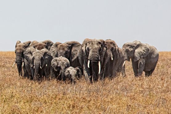 Tanzanie - faune sauvage