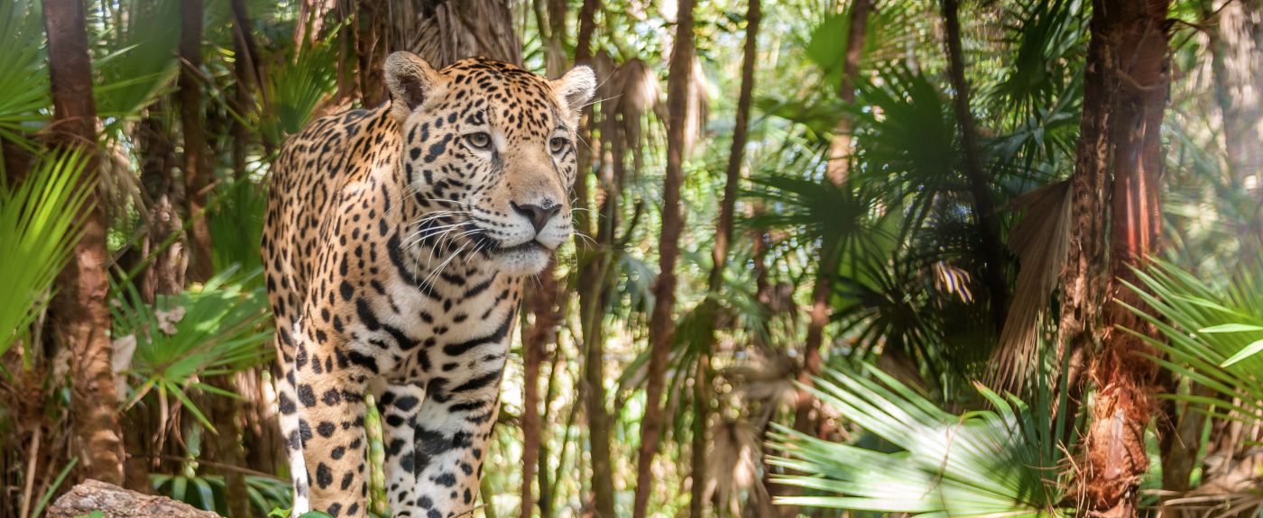 Belize paysage : Jaguar
